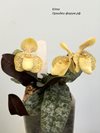 Paphiopedilum  Concolor 